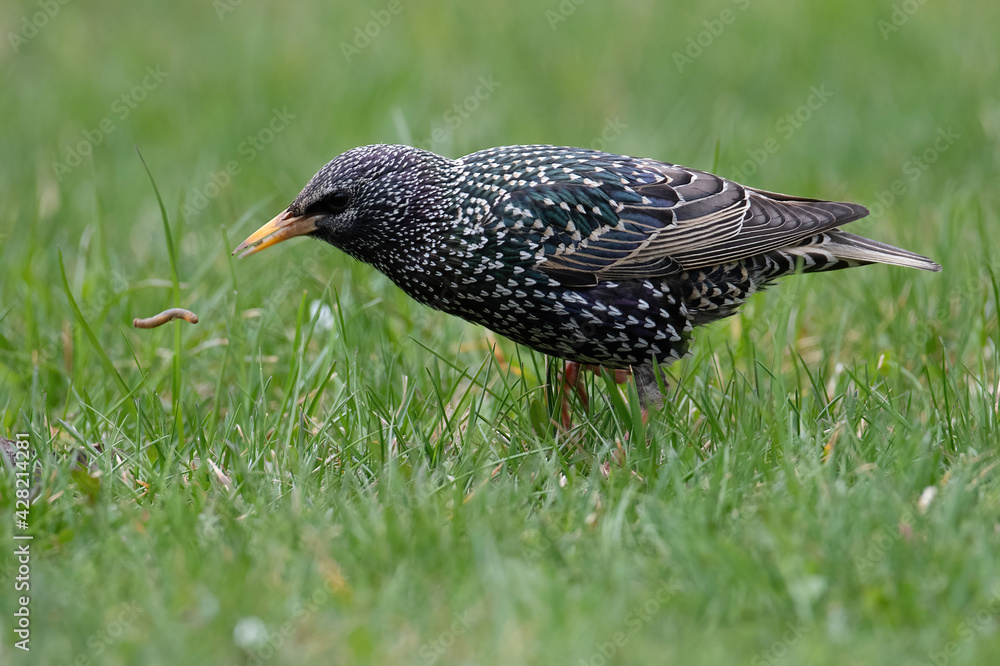 Fototapeta premium Starling(Sturnus vulgaris) sitting on the grass