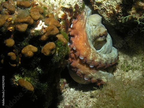 Common octopus in Adriatic sea, Croatia © bayazed