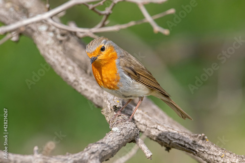 Close up photo of European robin (Erithacus rubecula)