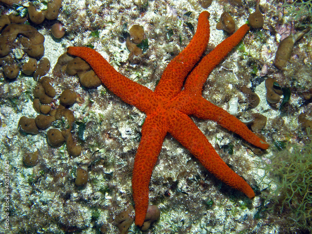 Unusual red starfish in Adriatic sea, Croatia Unusual red starfish in Adriatic sea, Croatia