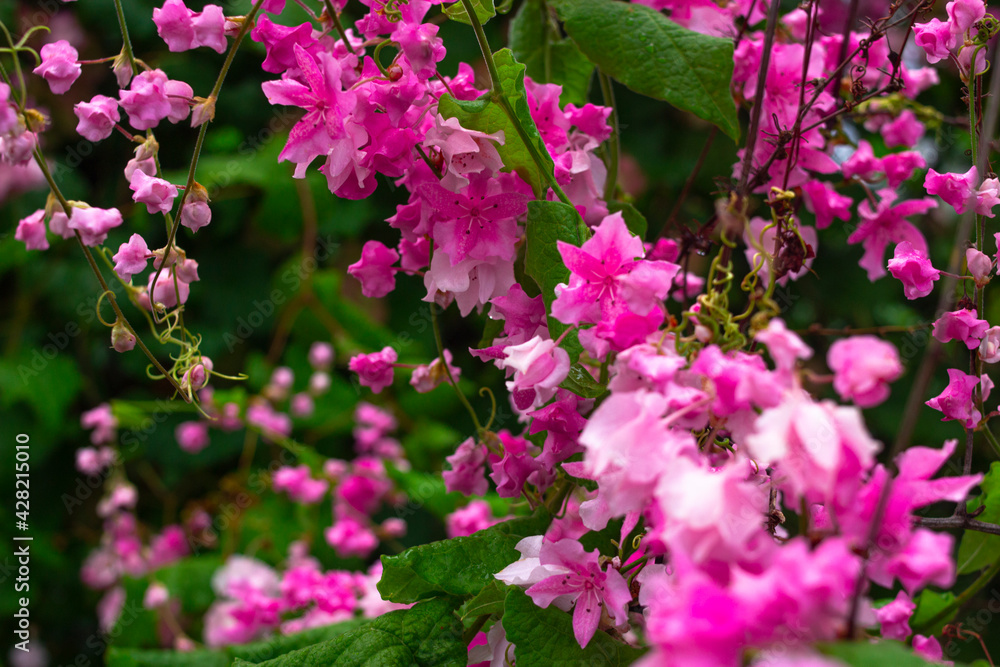 pink flowers in the garden pink flowers in the garden