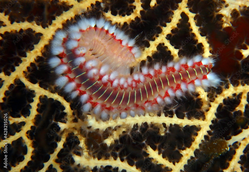 Bearded fireworm in Adriatic sea, Croatia Bearded fireworm in Adriatic sea, Croatia