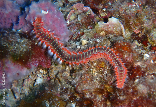 Bearded fireworm in Adriatic sea, Croatia