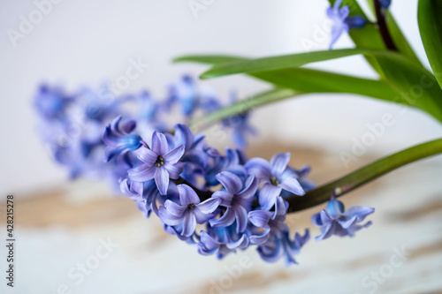 purple hyacinth on a light background close-up