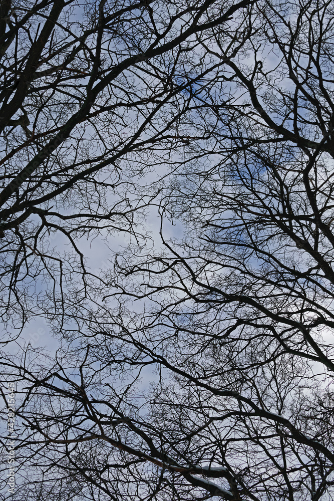 Black bare tree branches against the background of the winter cloudy blue sky Black bare tree branches against the background of the winter cloudy blue sky