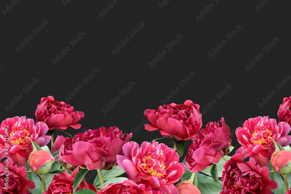 Floral banner, header with copy space. Red peonies isolated on dark grey background. Natural flowers wallpaper or greeting card. Floral banner, header with copy space. Red peonies isolated on dark grey background. Natural flowers wallpaper or greeting card.