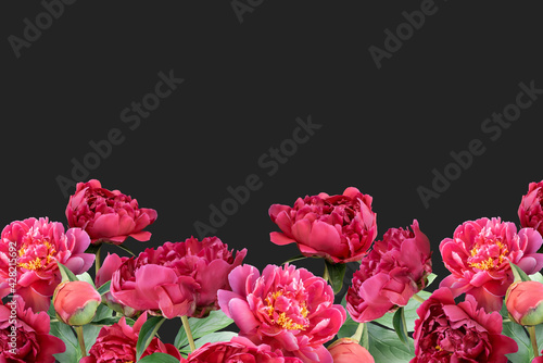 Floral banner, header with copy space. Red peonies isolated on dark grey background. Natural flowers wallpaper or greeting card.