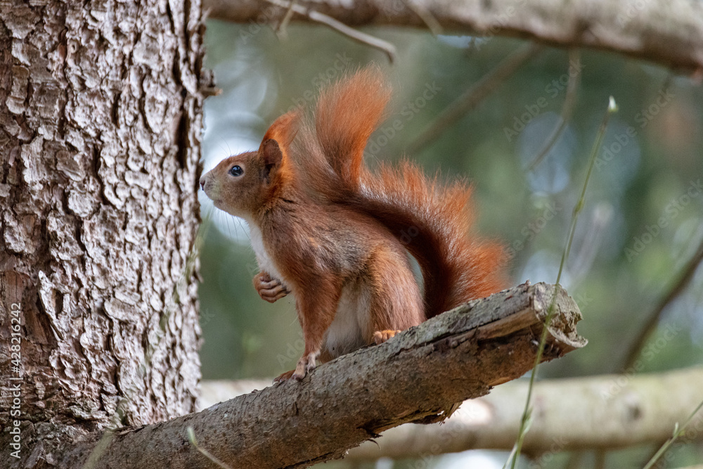so cute #1 - red squirrel