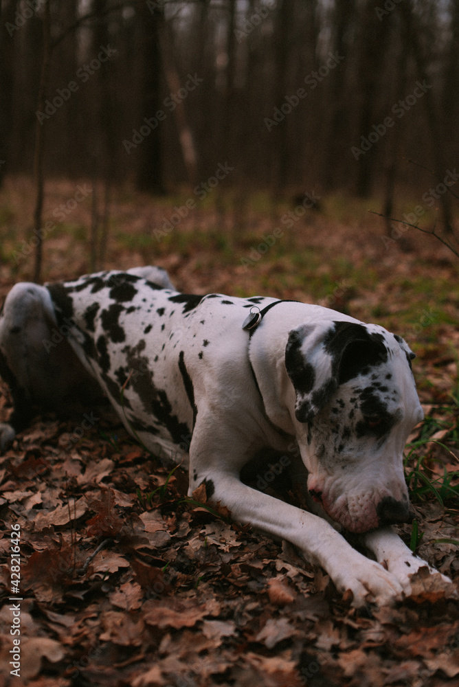 Portrait of a big dog in forest