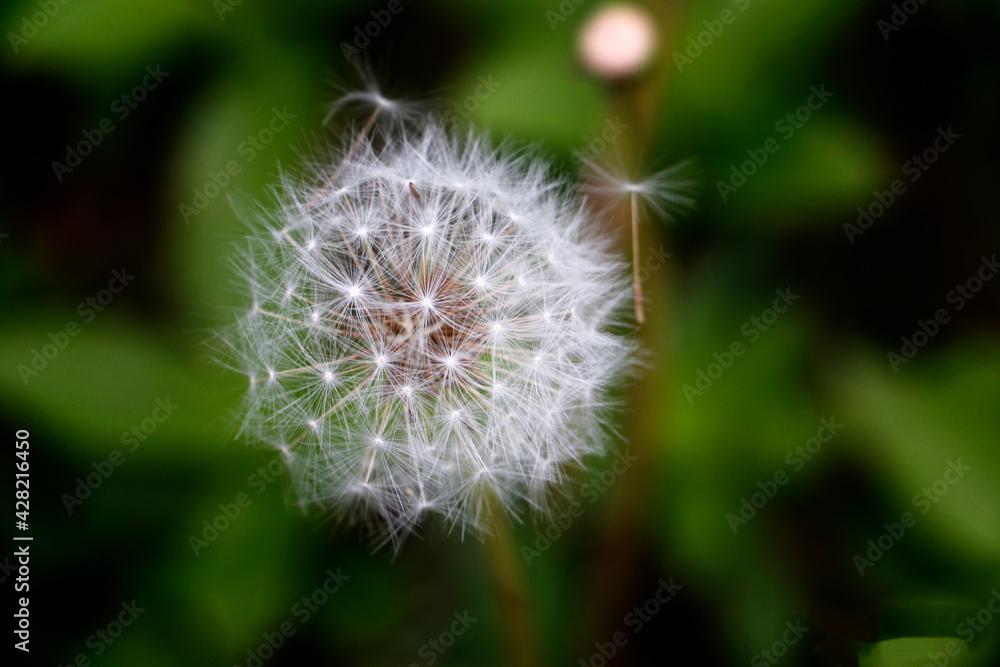 Fototapeta premium dandelion head