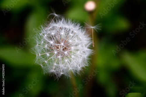 dandelion head