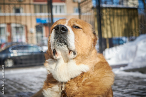 Portrait of a large dog on a street in winter's cold. Central asian shepherd is sitting and looking forward at camera