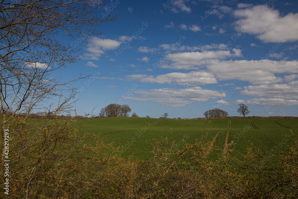 Fototapeta premium Feld im Frühling