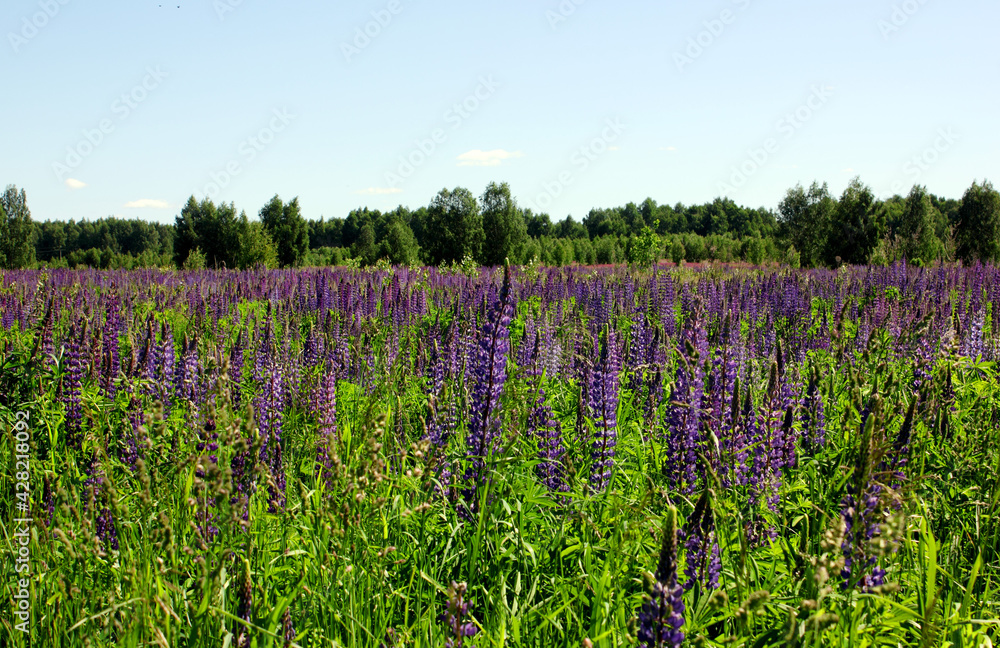 Lupin spreads flowers. Lupin field. Colorful bouquet of lupins on a summer flower background. Blossoming flowers. Lupin field with pink-purple and blue flowers, green grass. Blue sky. Copy space Lupin spreads flowers. Lupin field. Colorful bouquet of lupins on a summer flower background. Blossoming flowers. Lupin field with pink-purple and blue flowers, green grass. Blue sky. Copy space