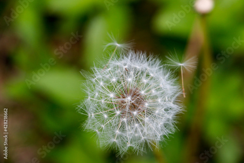 dandelion head