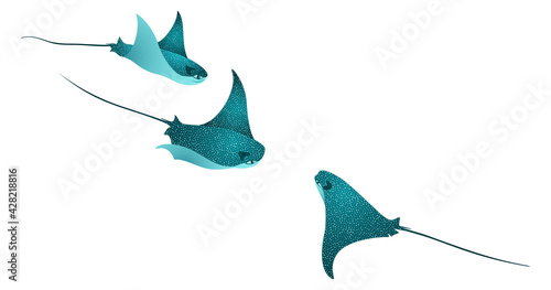 Manta ray fishes, marine animals, sea creatures vector collection.