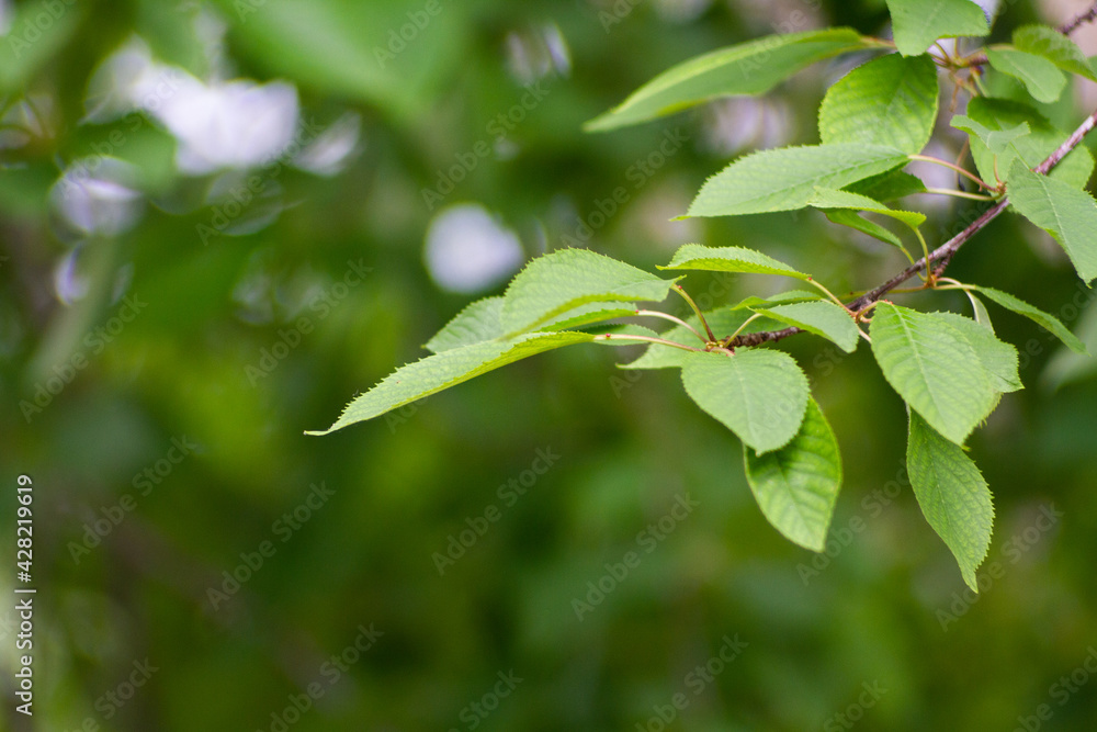 Obraz premium leaves growing from a tree in summer