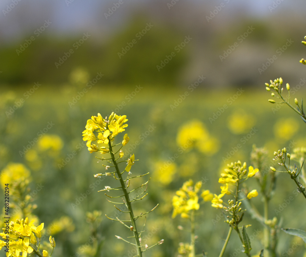 canola blooming flower closeup with blurred field and trees background canola blooming flower closeup with blurred field and trees background