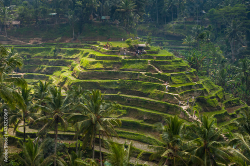Tegalalang Rice Terrace, Bali, Indonesia.