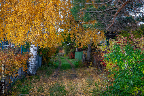 Golden autumn. Yellow and green leaves. Red berries