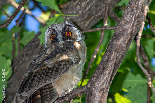 Owl on an old oak tree. Bird of prey eyes