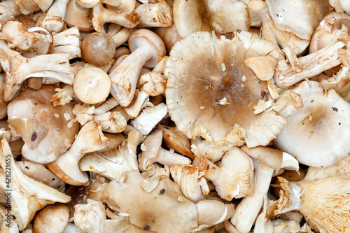 Heap of edible mushroom russula heterophylla close-up.