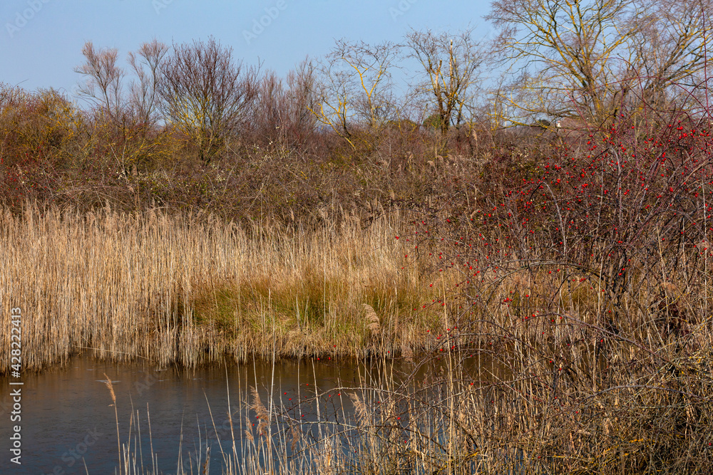 Nature reserve of Valle canal Novo, Italy Nature reserve of Valle canal Novo, Italy