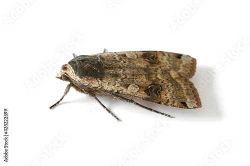 Male of The large yellow underwing (Noctua pronuba) is a moth from the family owlet moths Noctuidae. Caterpillars of this species are pests of most crops.