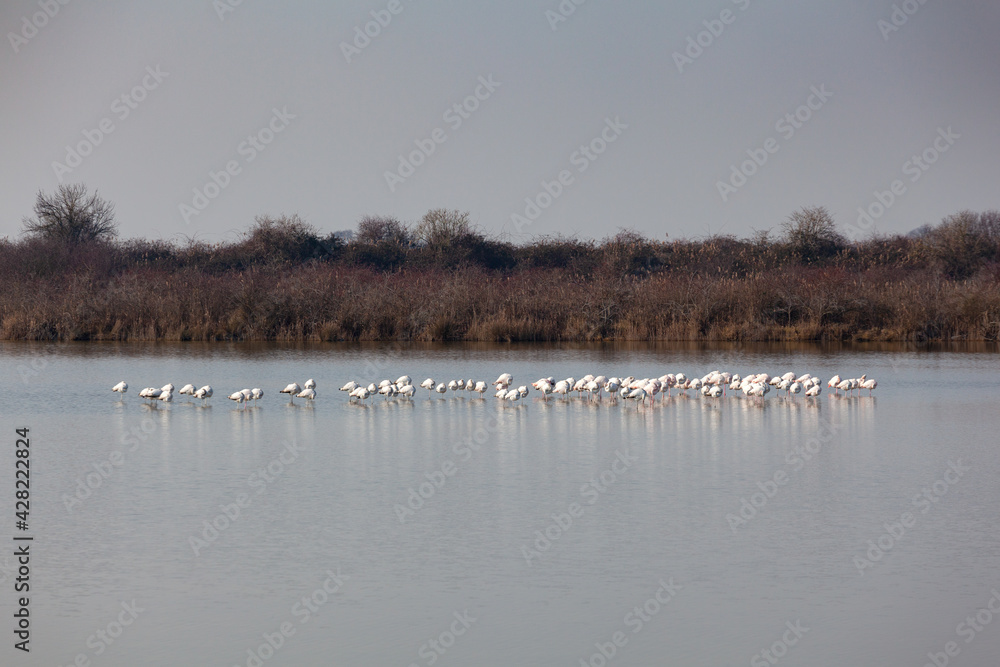 Flamingos in the Marano lagoon