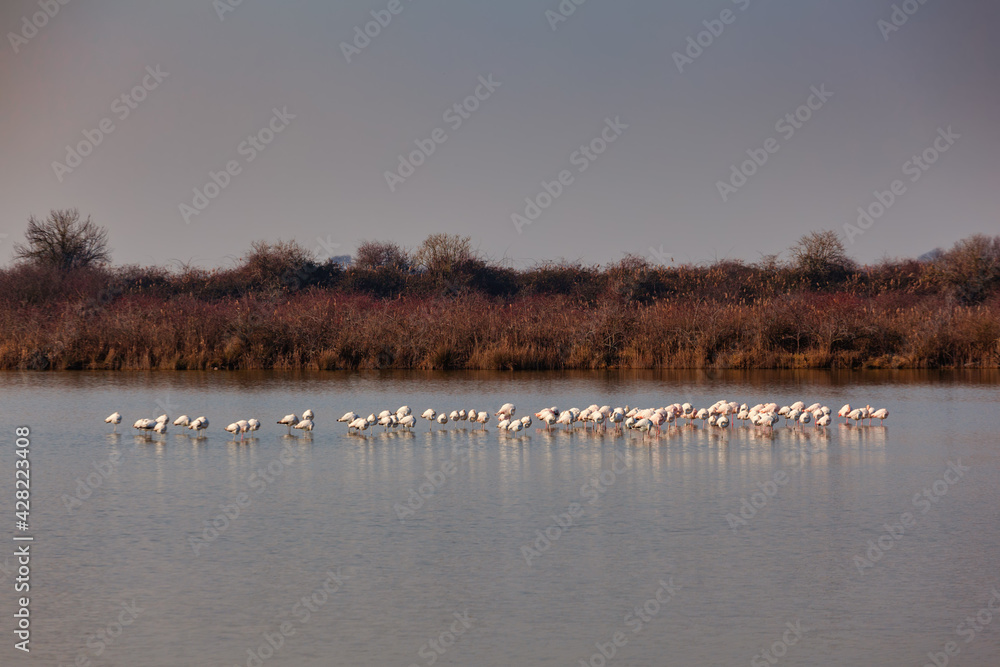 Flamingos in the Marano lagoon
