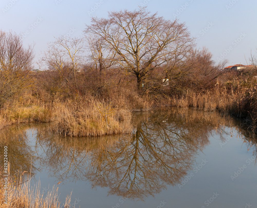 Nature reserve of Valle canal Novo, Italy