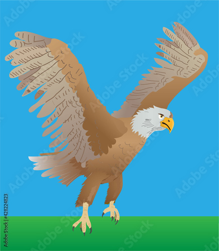 The bald eagle landing to catch prey. Vector illustration isolated.