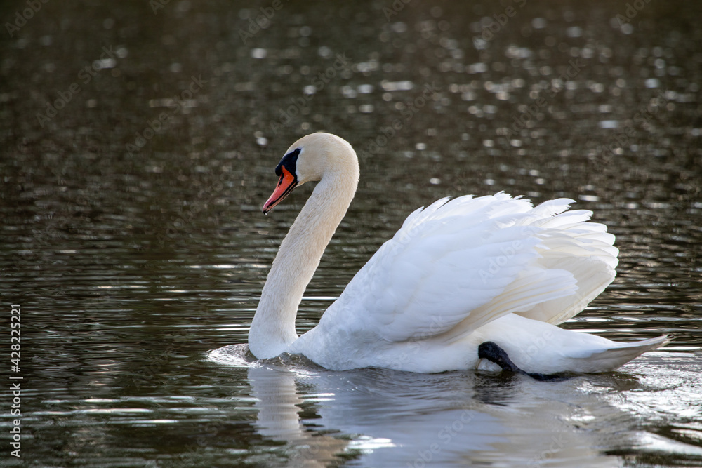 Fototapeta premium schwimmender Schwan