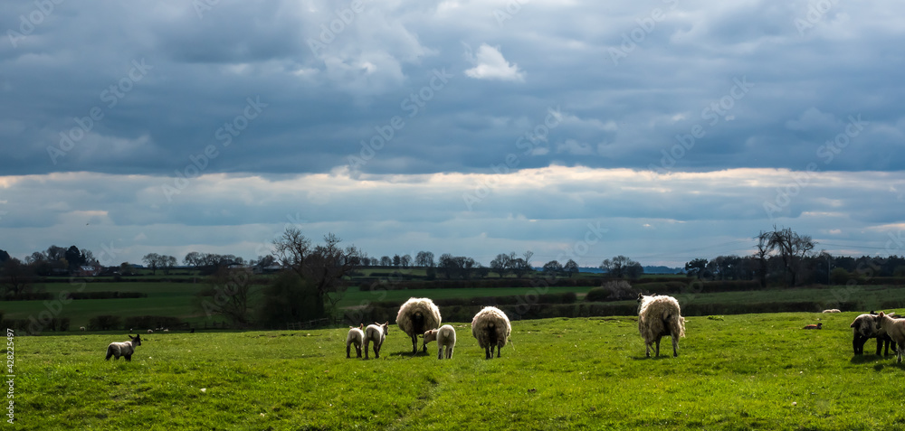 Fototapeta premium SHEEP
