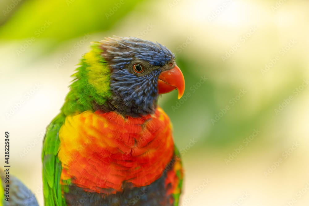 Swainson's Lorikeet at the Sables Zoo in Sables d'Olonne.
