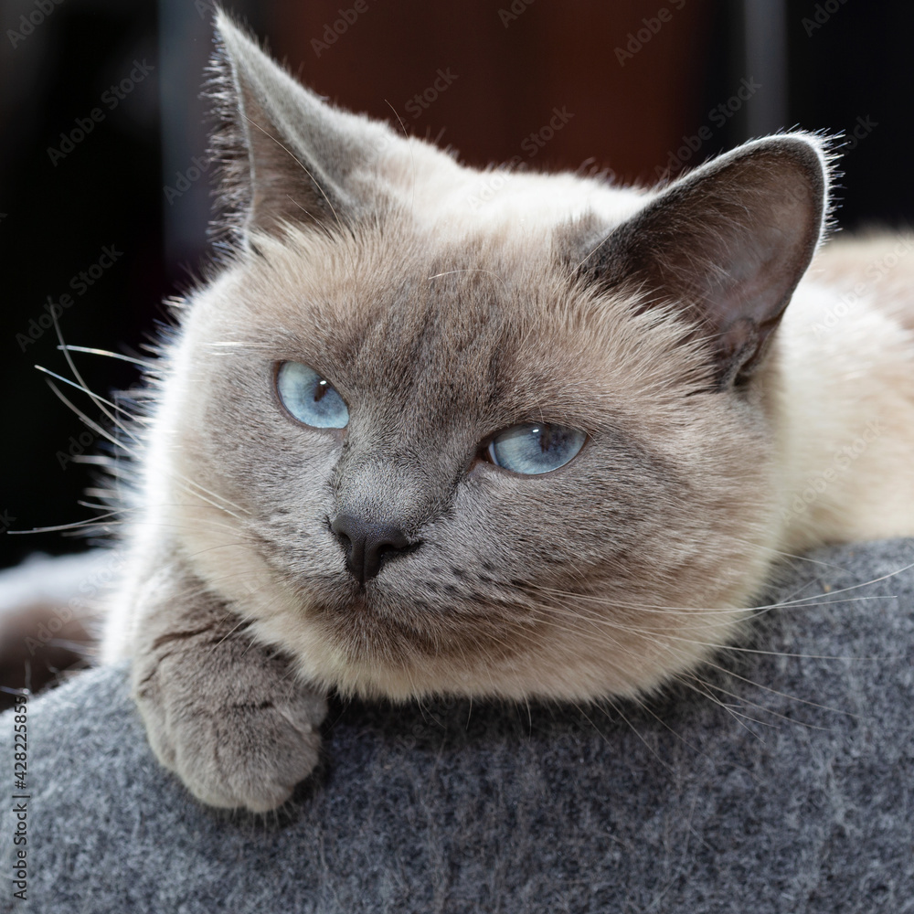 A Thai cat with blue eyes is resting in its bench.