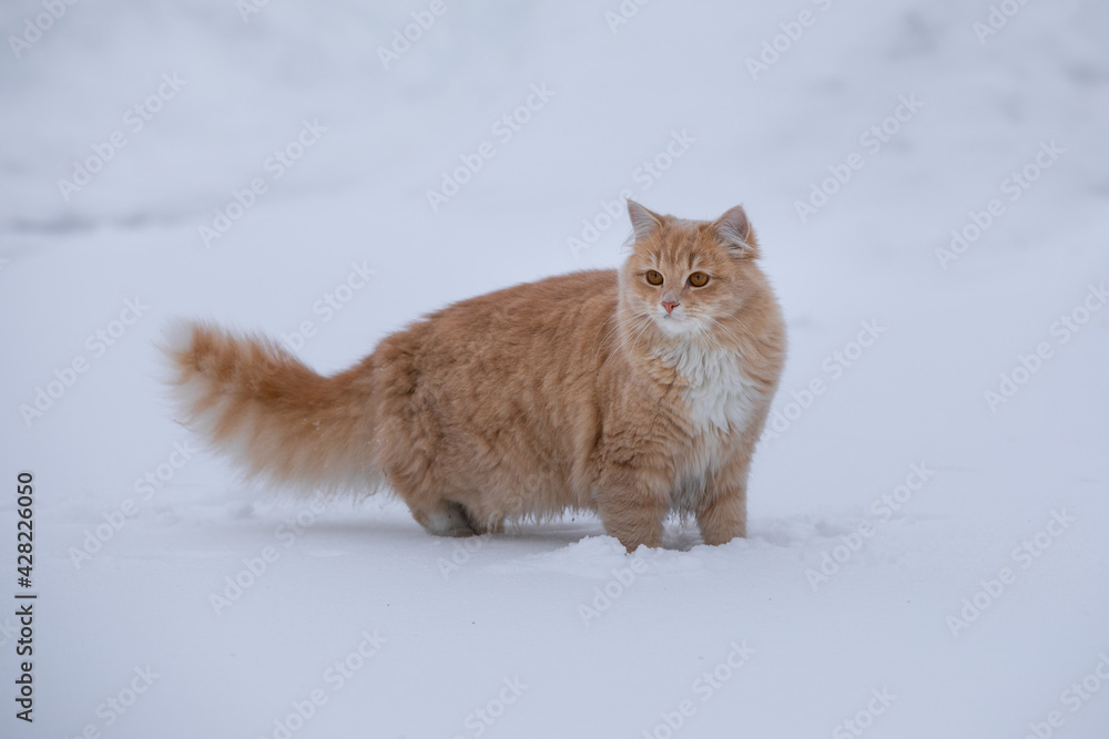 Red Cat in the snow in Carelia Russia Red Cat in the snow in Carelia Russia