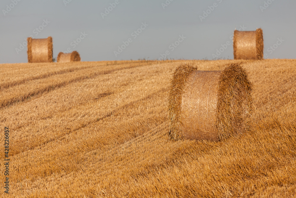 Fototapeta premium View of the Masurian fields.