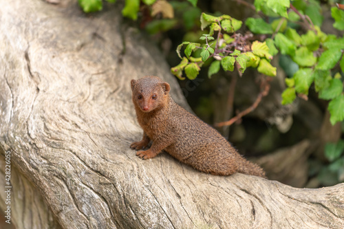 Wallpaper Mural Dwarf mongoose in captivity at the Sables Zoo in Sables d'Olonne. Torontodigital.ca