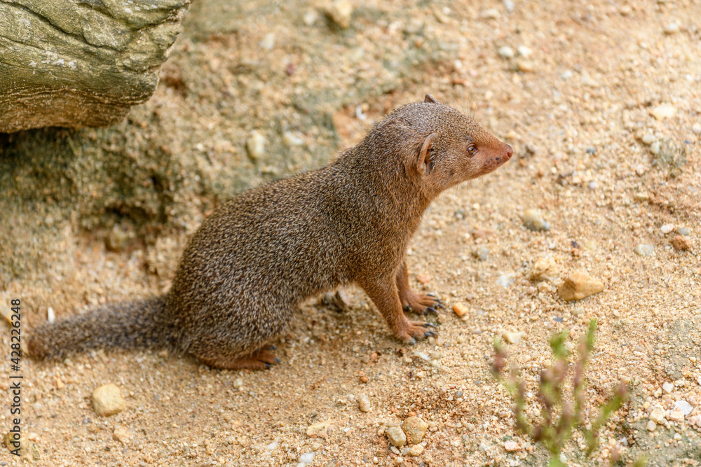 Dwarf mongoose in captivity at the Sables Zoo in Sables d'Olonne. Dwarf mongoose in captivity at the Sables Zoo in Sables d'Olonne.