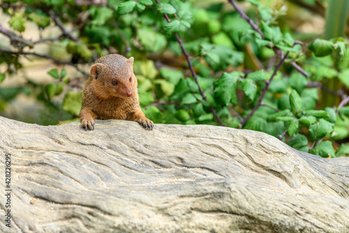 Dwarf mongoose in captivity at the Sables Zoo in Sables d'Olonne. © bios48