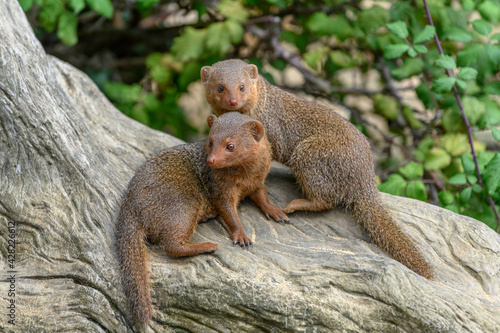 Dwarf mongoose in captivity at the Sables Zoo in Sables d'Olonne. photo
