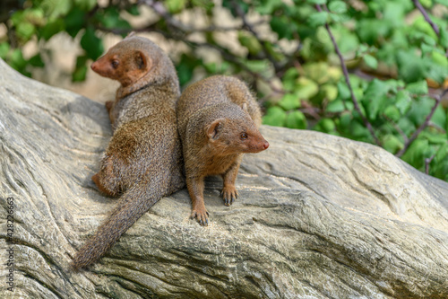 Wallpaper Mural Dwarf mongoose in captivity at the Sables Zoo in Sables d'Olonne. Torontodigital.ca