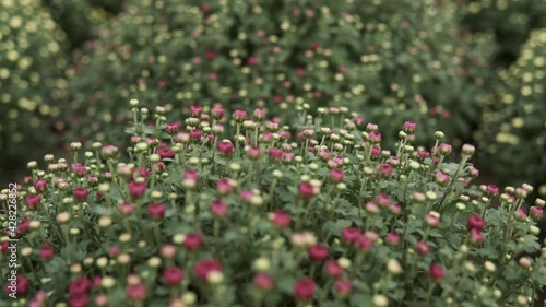 camera slide over lots of chrysanthemum flowers growing inside of greenhouse
