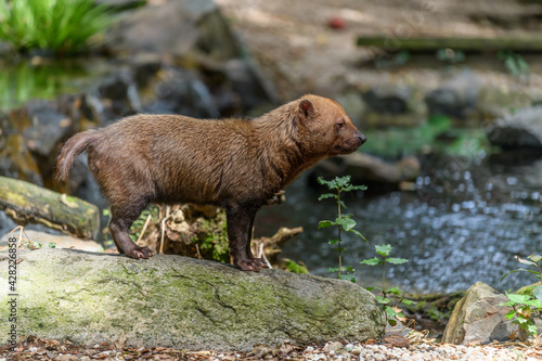 Captive bush dog at the Sables Zoo in Sables d'Olonne.
