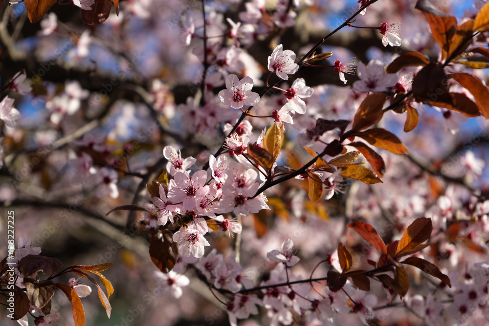 Tree with white and pink flowers. Tree with white and pink flowers.