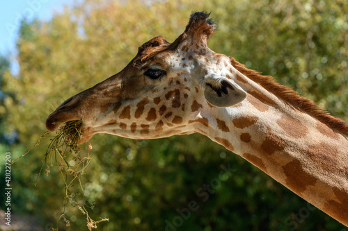 Kordofan s giraffe in captivity at the Sables Zoo in Sables d Olonne.