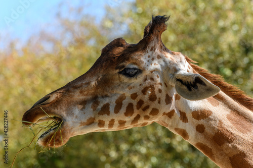 Kordofan s giraffe in captivity at the Sables Zoo in Sables d Olonne.
