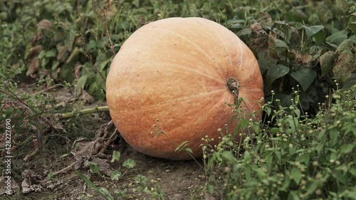 camera slide over pumpkin growing in the field
