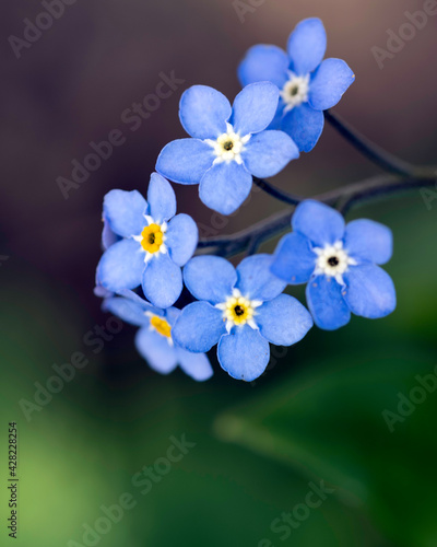forget me not macro
